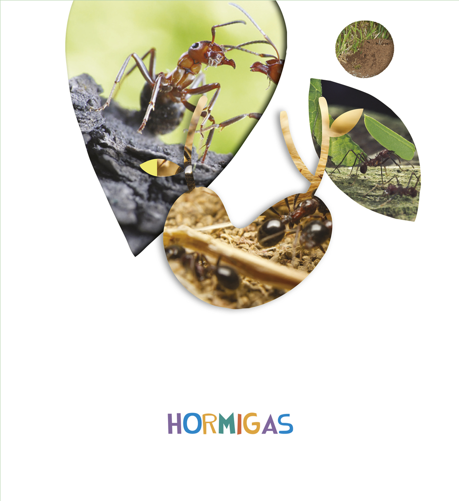 Proyecto ¿Lo ves? - 4 años : Hormigas