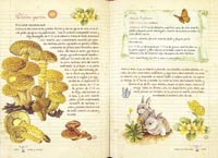 Setas y hongos