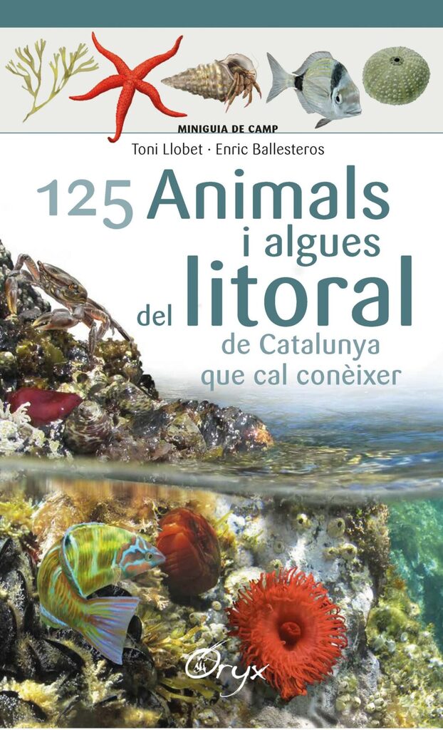 Ocells rapinyaires de Catalunya