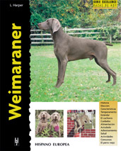 Galgo Afgano