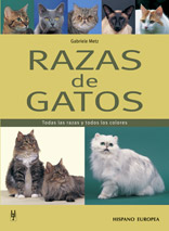 Gato Exótico de pelo corto