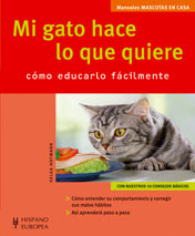 Gato Exótico de pelo corto