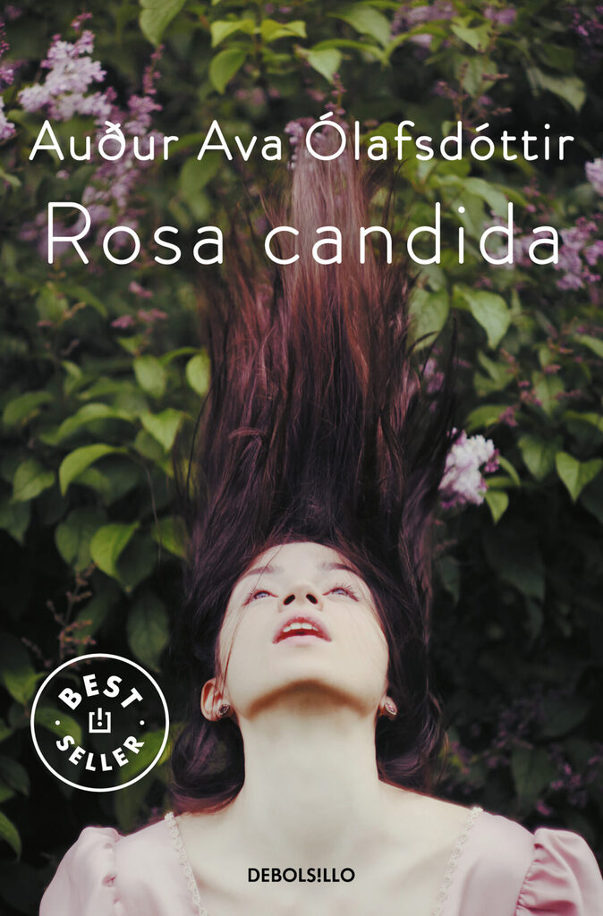 Rosa candida Rosa candida