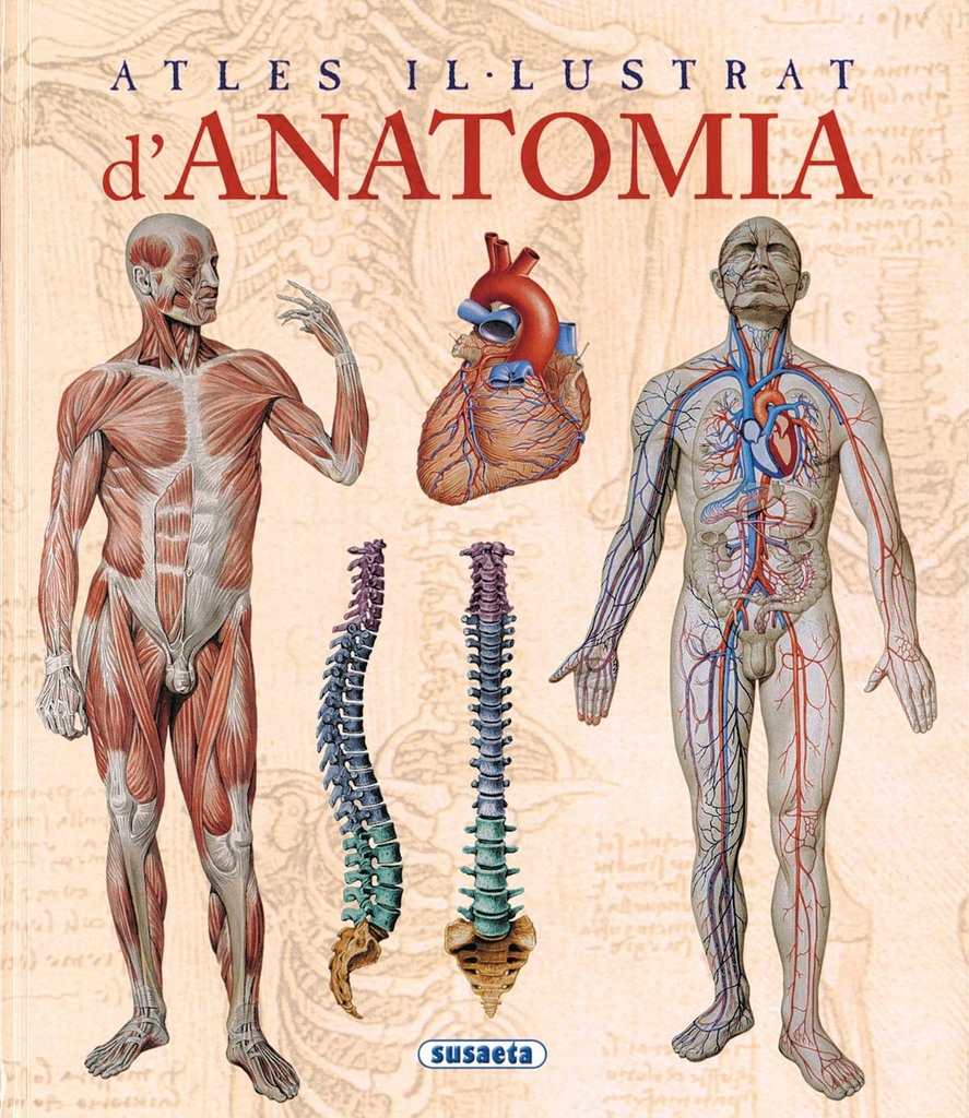 Pilates. Anatomía y ejercicios