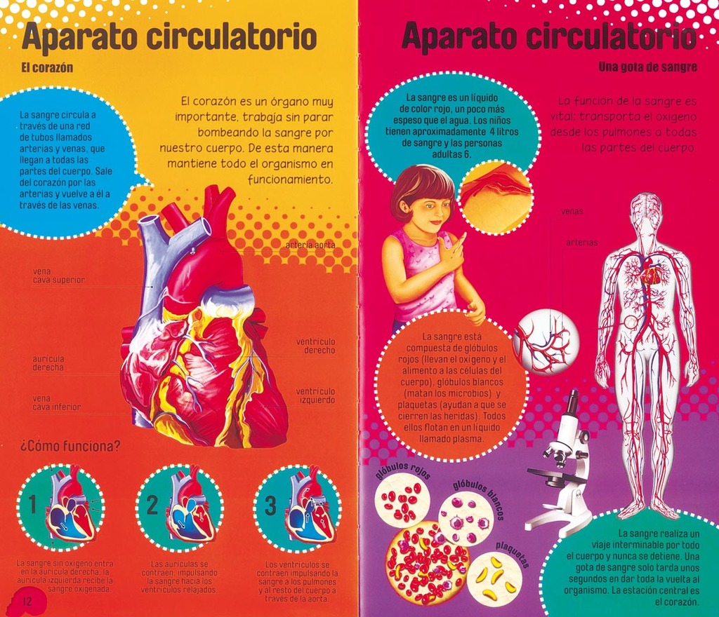 El cuerpo humano El cuerpo humano
