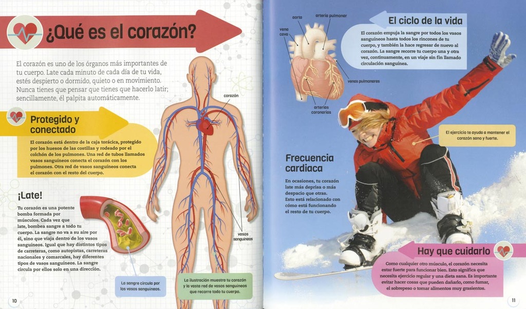 El cuerpo humano El cuerpo humano