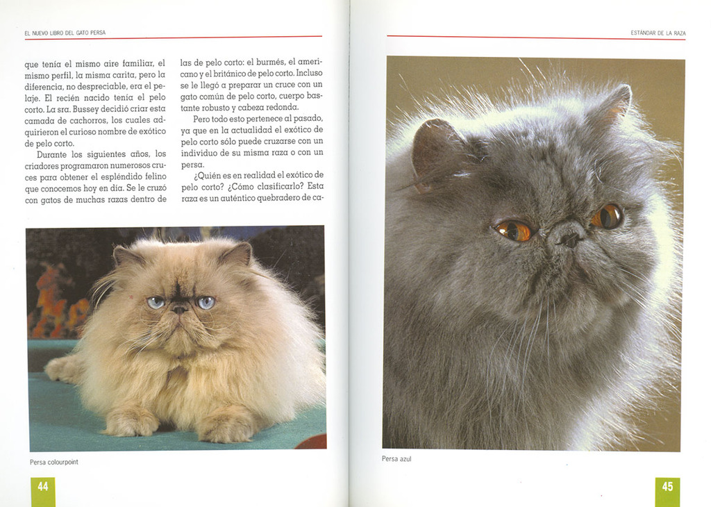 Gato persa Gato persa