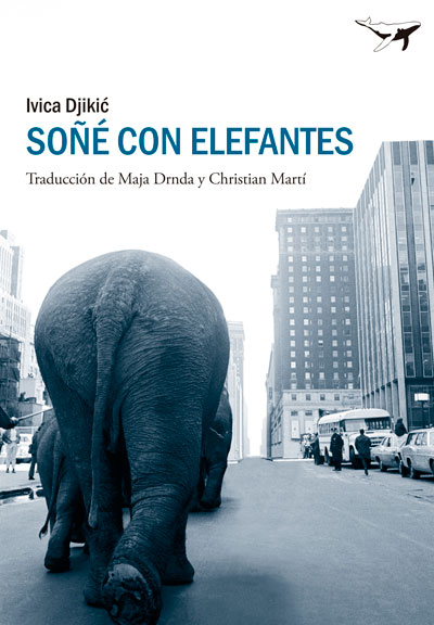 Conejo frustrado 2