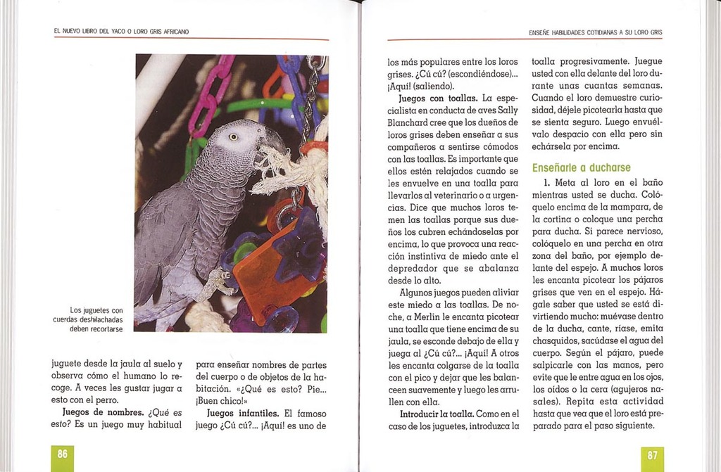 Yaco o loro gris africano Yaco o loro gris africano