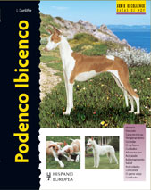Podenco Ibicenco Podenco Ibicenco